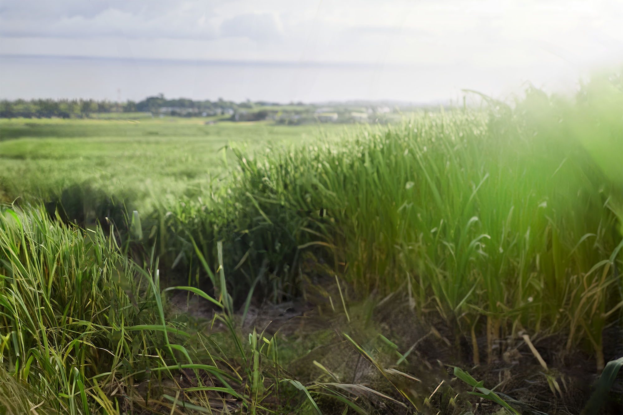 plantation canne la reunion