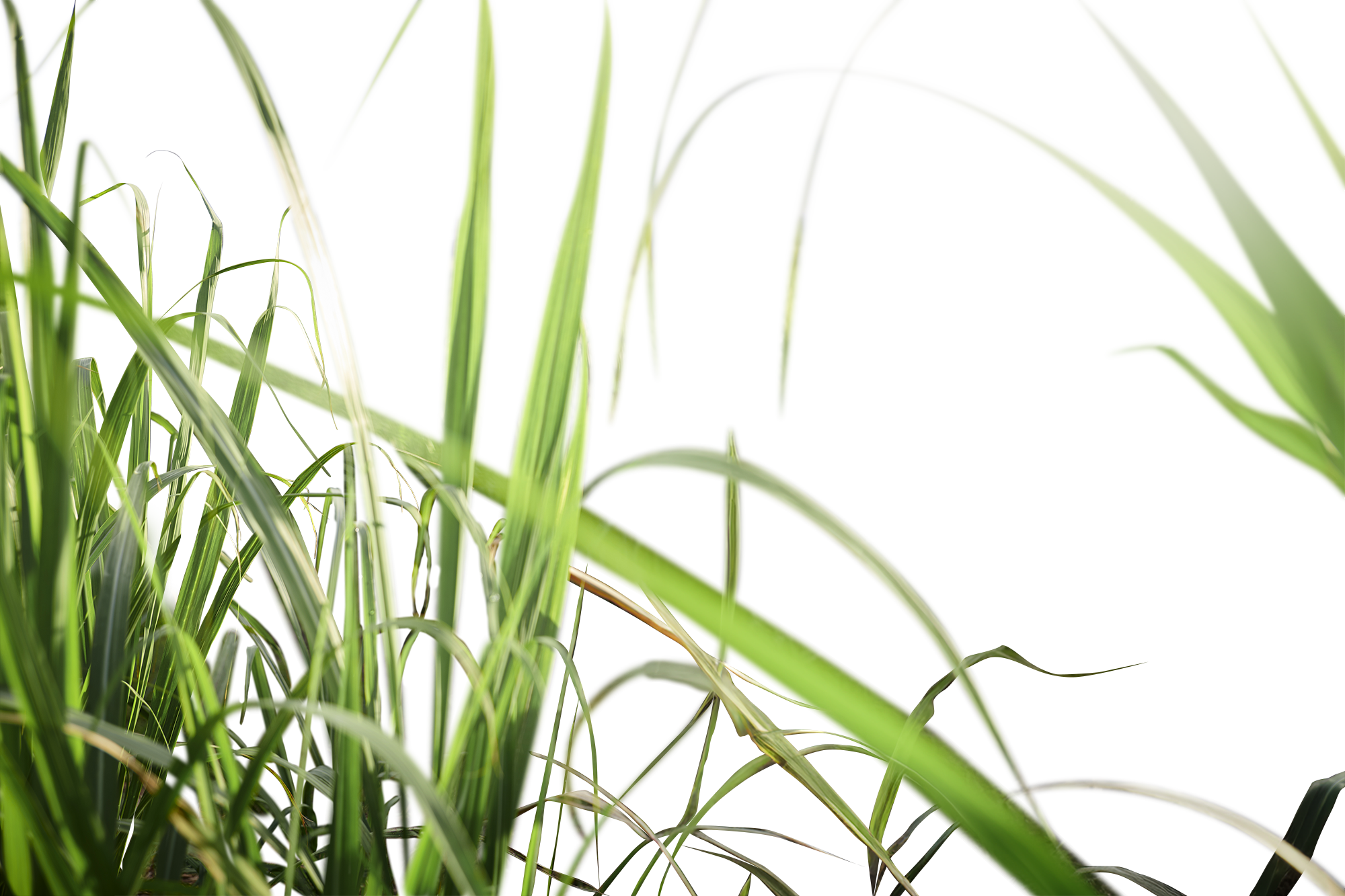 canne domaine bel air